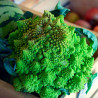 Romanesco semillas