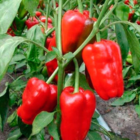 Pimiento cuadrado rojo de Asti semillas