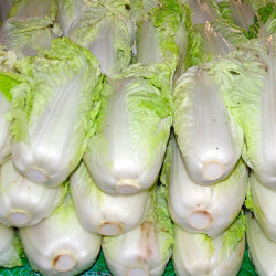 semillas del repollo de china verduras asiaticas