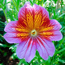 Salpiglossis sinuata semillas