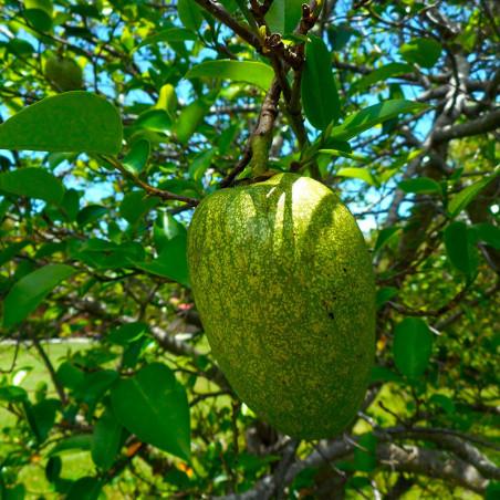 annona glabra semillas