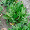 Acedera Rumex acetosa semillas