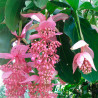 Medinilla magnifica planta