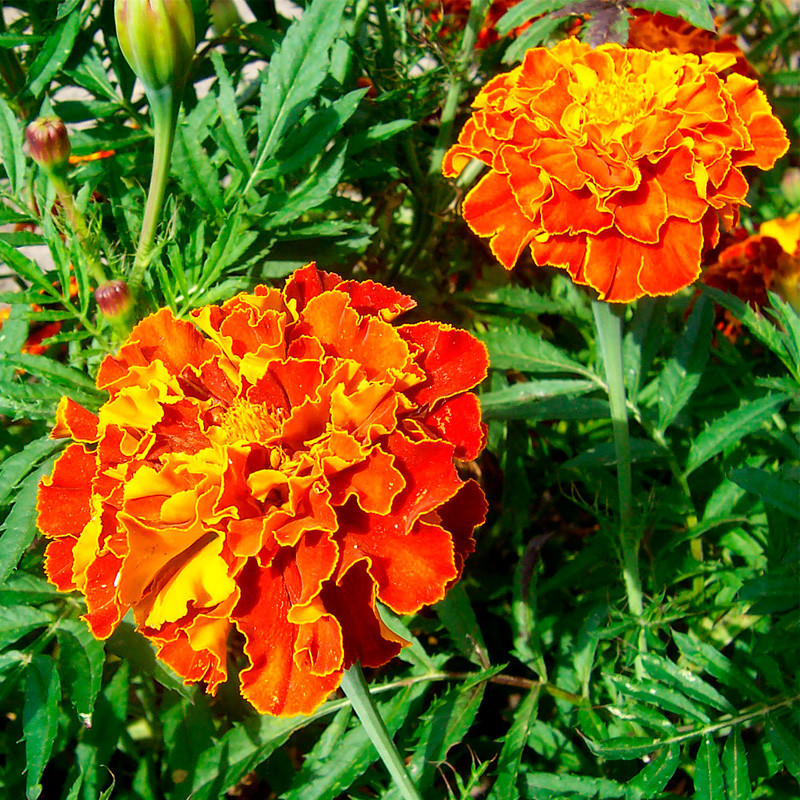 semillas de Tagetes Bolero