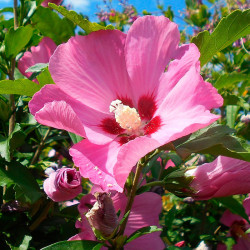 semillas Hibiscus syriacus