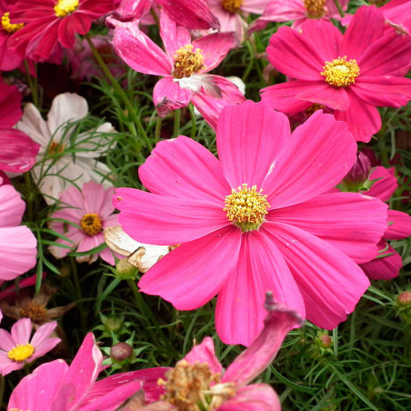 Cosmos bipinnatus Sensation semillas