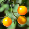 Tomate cherry amarillo pepita de oro semillas