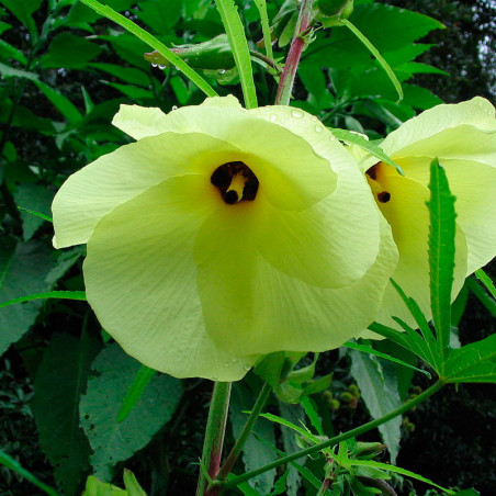 Hibisco manihot hibiscus abelmoschus