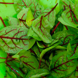 Acedera roja sanguínea semillas