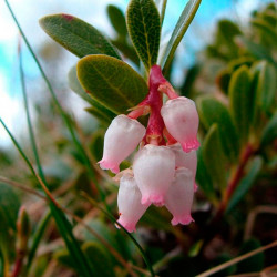 Uva de oso planta