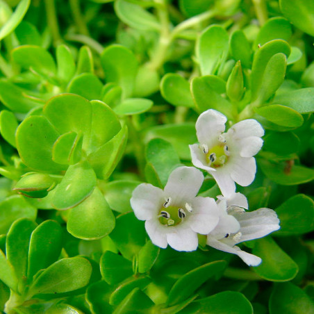 Brahmi planta