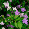 Brunfelsia uniflora planta