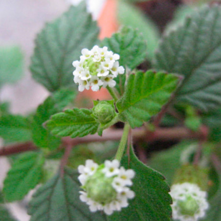 Hierba dulce azteca planta