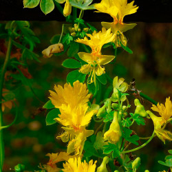 Capuchina amarilla Flor del Canario - 12 semillas