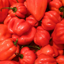 Pimiento Habanero rojo - 20 semillas