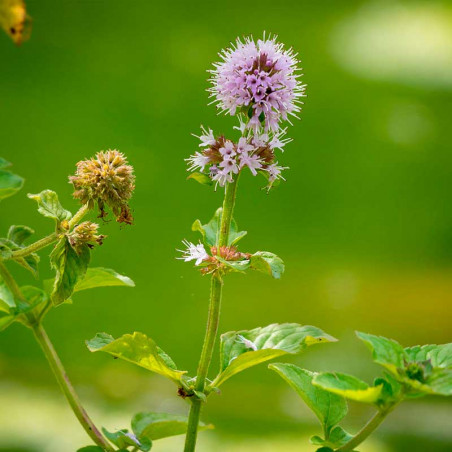 menta acuatica en semillas