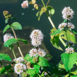 semillas mentha aquatica