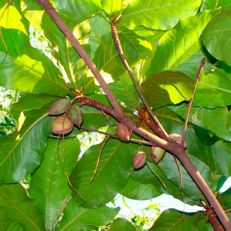 almendro indio semillas frescas