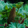 gunnera manicata semillas