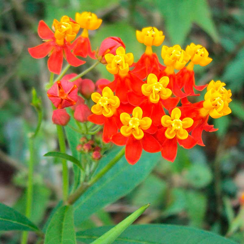 asclepias curassavica semillas