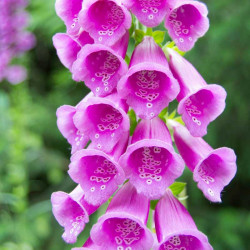 digitalis purpurea semillas dedalera