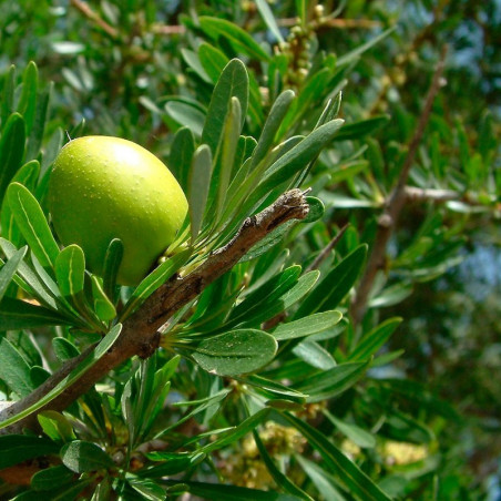 semillas de argan