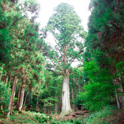 cedro japones semillas