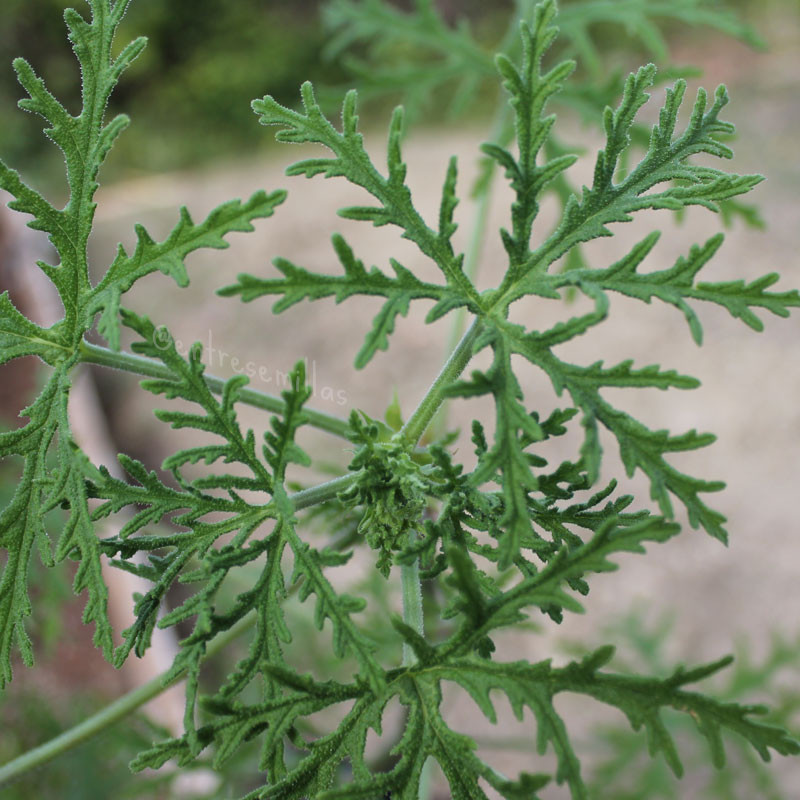 planta geranio antimosquitos