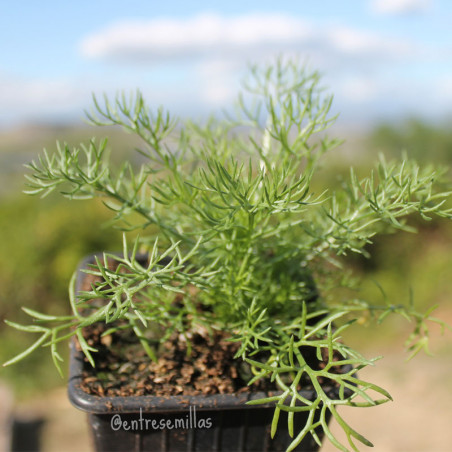 Manzanilla romana plantas