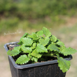 planta de melisa oficinal en maceta