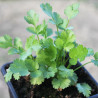 plantas de cilantro en maceta