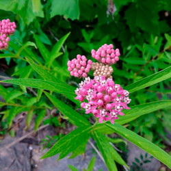 comprar plantas de asclepias incarnata