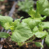 plantas de perilla verde rizada perilla frutescens