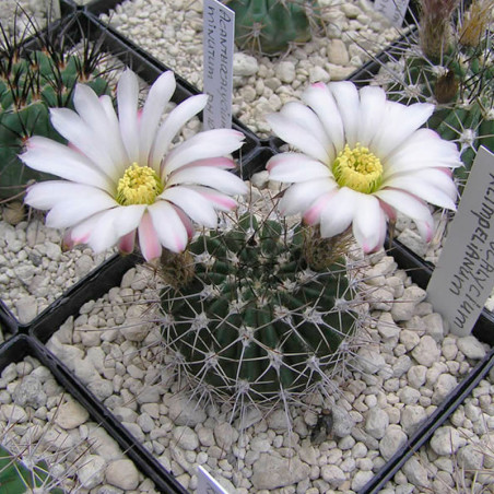 Semillas del cactus Acanthocalycium klimpelianum