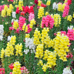 semillas de antirrhinum majus