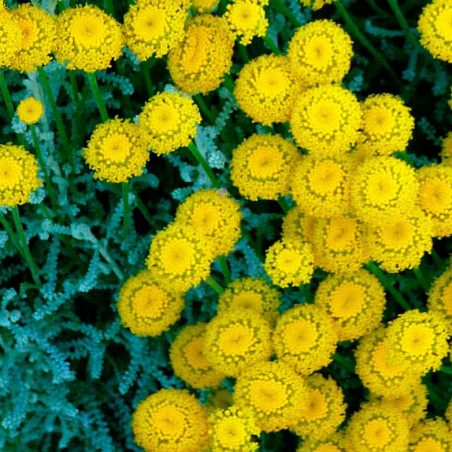 plantas de abrotano hembra