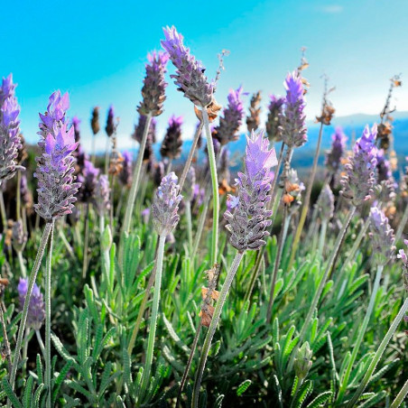 plantas de lavandula dentata