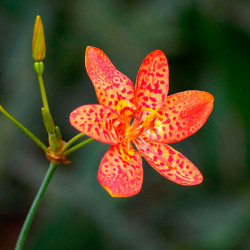 lirio leopardo planta