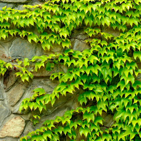 Parthenocissus tricuspidata semillas