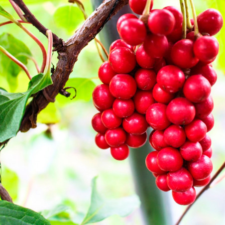 schisandra chinensis semillas a la venta