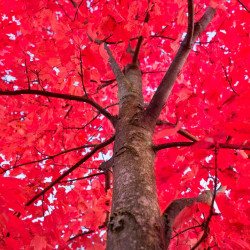 semillas de arce rojo