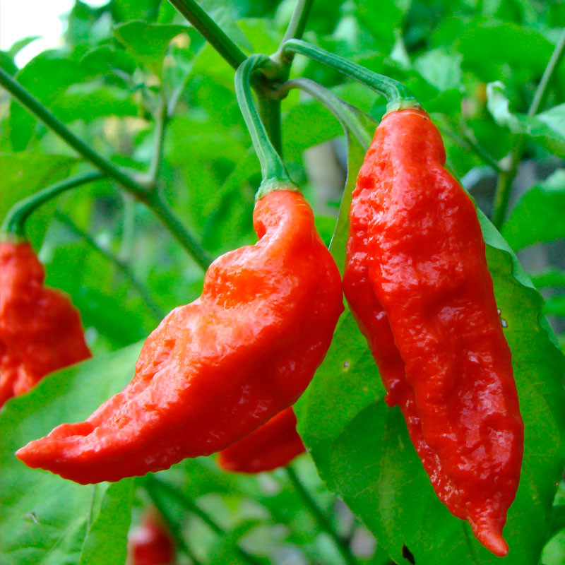 semillas de pimientos bhut jolokia