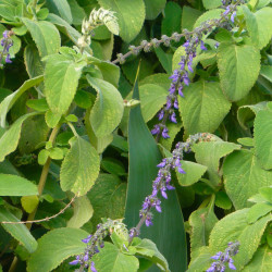 Plectranthus barbatus flor maceta