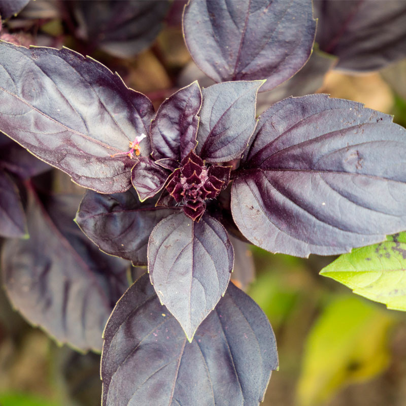 albahaca morada planta