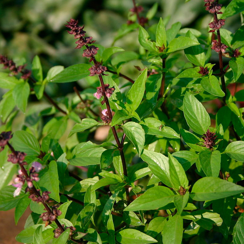 Albahaca tailandesa thai en semillas