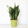 Sansevieria trifasciata black coral planta