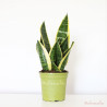 sansevieria trifasciata laurentii planta