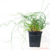 Juncus effusus Spiralis plantas