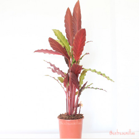 Calathea - 1 planta