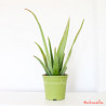 planta de aloe vera para comprar online